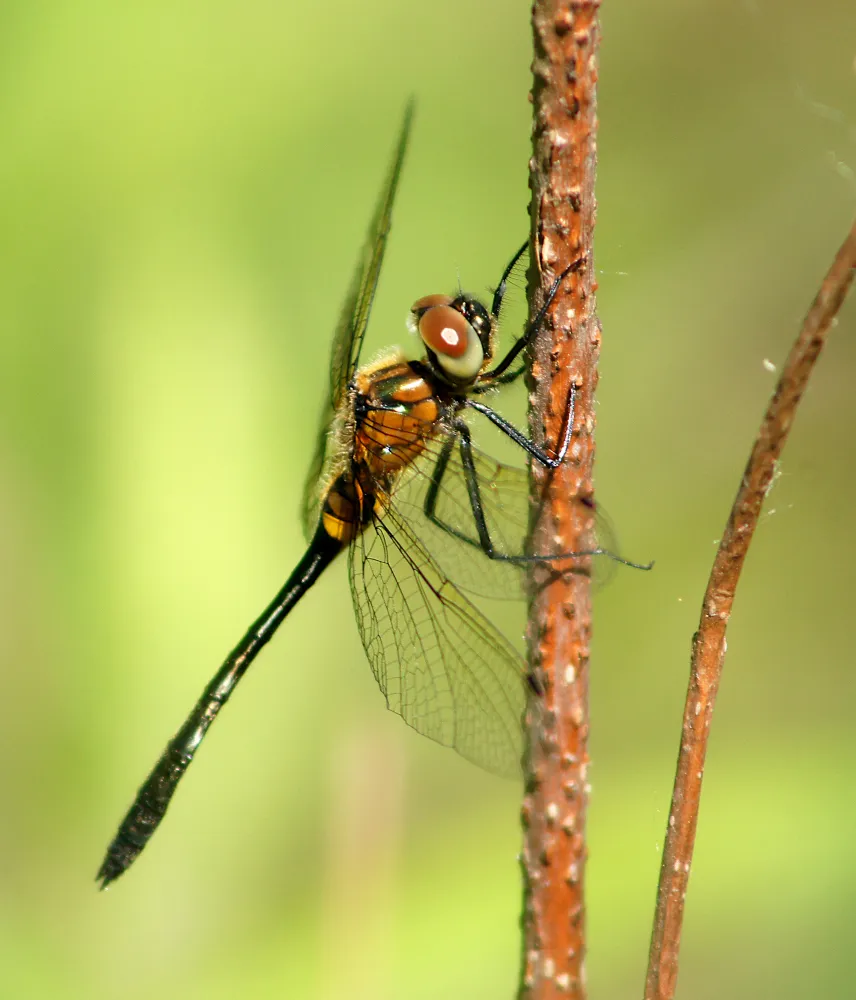 Racket-tailed Emerald - photo 3