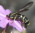 Doros aequalis - photo 2