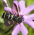 Doros aequalis - photo 3