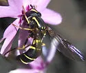 Doros aequalis - photo 4