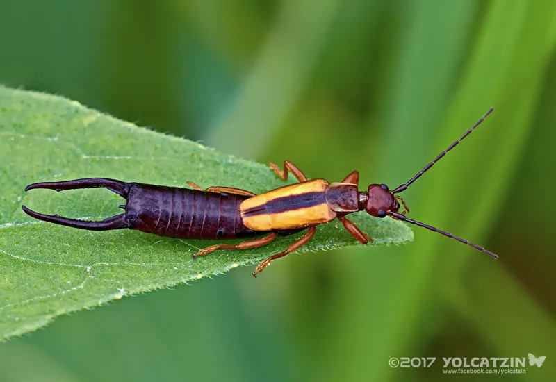 Lined Earwig - photo 2