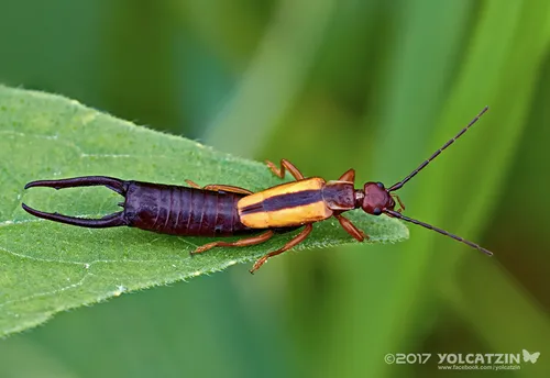 Lined Earwig - photo 3