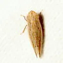Dorydiella floridana