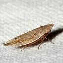 Dorydiella floridana - photo 2