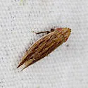 Dorydiella floridana - photo 3