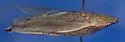 Kansas Prairie Leafhopper