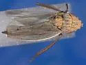 Kansas Prairie Leafhopper - photo 2