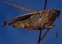 Kansas Prairie Leafhopper - photo 3