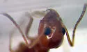 Bi-colored Pyramid Ant