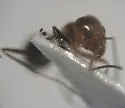 Bi-colored Pyramid Ant - photo 2