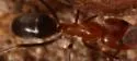 Bi-colored Pyramid Ant - photo 3