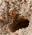 Bi-colored Pyramid Ant - photo 4