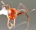 Bi-colored Pyramid Ant - photo 5