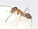Dorymyrmex bossutus