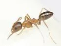 Dorymyrmex bossutus - photo 2