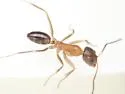 Dorymyrmex bossutus - photo 3