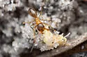 Dorymyrmex bossutus - photo 4