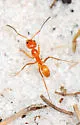 Dorymyrmex bureni