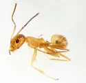 Dorymyrmex bureni - photo 2