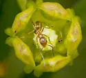 Dorymyrmex bureni - photo 3