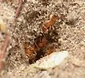 Dorymyrmex bureni - photo 4