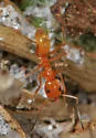 Dorymyrmex bureni - photo 5