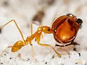 Dorymyrmex elegans - Dorymyrmex elegans