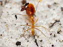 Dorymyrmex elegans - photo 2