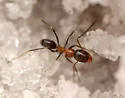 Dorymyrmex flavopectus