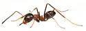 Dorymyrmex flavopectus - photo 2