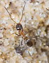 Dorymyrmex flavopectus - photo 4