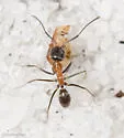 Dorymyrmex flavopectus - photo 5