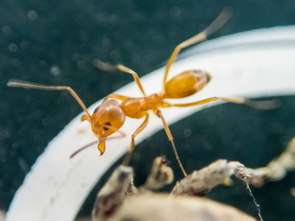 Dorymyrmex flavus - photo 2