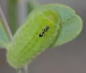 Dorymyrmex grandulus