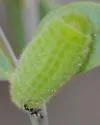 Dorymyrmex grandulus - photo 2