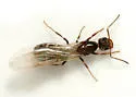 Dorymyrmex insanus