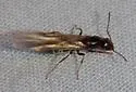 Dorymyrmex insanus - photo 2