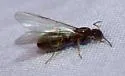 Dorymyrmex insanus - photo 3