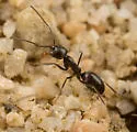 Dorymyrmex insanus - photo 4