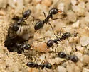 Dorymyrmex insanus - photo 5