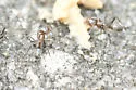 Dorymyrmex medeis - photo 2