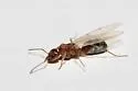 Dorymyrmex medeis - photo 3