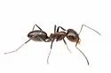 Dorymyrmex medeis - photo 4