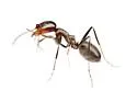 Dorymyrmex medeis - photo 5