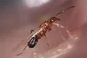 Dorymyrmex reginicula - photo 2