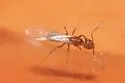 Dorymyrmex reginicula - photo 3