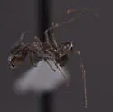 Dorymyrmex smithi