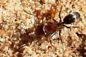 Dorymyrmex smithi - photo 2