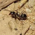 Dorymyrmex smithi - photo 3