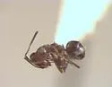 Dorymyrmex smithi - photo 4